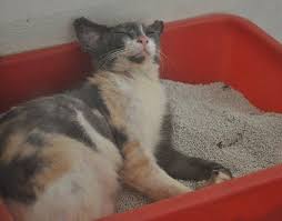 Pin On Cat Behavior