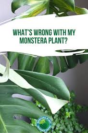 What S Wrong With My Monstera Monstera Leaf Troubleshooting Plants Monstera Deliciosa Care Monstera