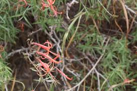 Image result for Anisacanthus