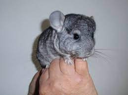 At petcare247 we sell the largest selection of quality products for your chinchilla. 2 Baby Chinchillas For Sale Nottingham Nottinghamshire Pets4homes