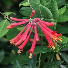 Image result for Lonicera