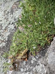 Image result for Paraknoxia parviflora