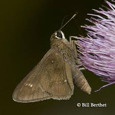 Image result for Arthropteris anniana