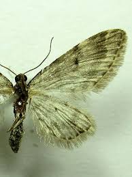 Image result for Eupithecia lanceata
