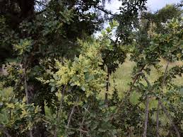 Image result for Searsia natalensis