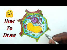 A plant cell drawing video. How To Draw Plant Cell Step By Step With Function For Examination Youtube