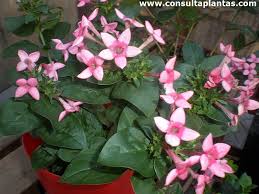 Image result for Bouvardia longiflora