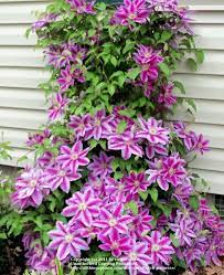 Check spelling or type a new query. Ruppel Clematis Dr Blumen Pflanzen Garten Suenaacampo Com