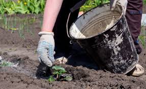 If you have a fireplace or woodstove, use wood ashes to improve garden soil! Proper Disposal Of Wood Ashes Ottawa Valley Waste Recovery Centre Ovwrc
