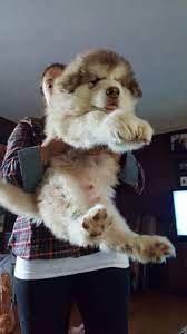 Giant alaskan malamute puppies for sale in bc. Giant Alaskan Malamute Giant Alaskan Malamutes Malamute Artic Breed Big Puppy Sled Dogs Harvest M Malamute Puppies Malamute Puppy Giant Alaskan Malamute Puppy
