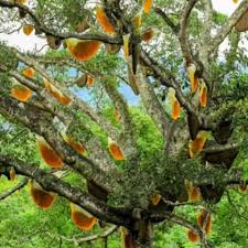 Image result for Ficus trichopoda