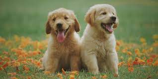 Tenerli come animali domestici.sfortunatamente è un no a meno che non siate sceicchi con i miliardi.ciao a tutti dal vostro top tenner di quartiere in questa classifica piena di animali adorabili che vorrete sicuramente adottare. Alimentazione Del Cucciolo Di Cane 7 Cose Da Sapere Robinson Pet Blog