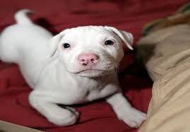 A puppy of any kind will have special requirements for care. White Pitbull 5 Reasons Why Everyone Love This Dog Breed American Bully Daily