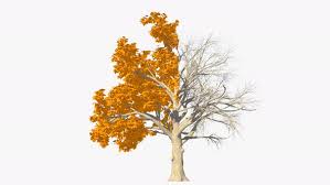 This is a sketch of a tree that my sister asked me to do. Half Autumn And Half Dead Tree By Mil23 Videohive