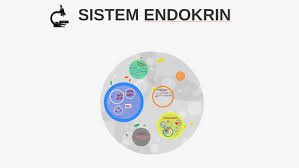 Apakah klien tampak kelemahan berat, sedang dan ringan. Sistem Endokrin By Zalfa Nada On Prezi Next