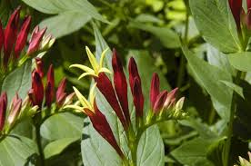 Image result for Spigelia