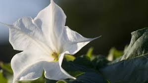 Image result for durman obecný květ