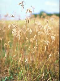 Image result for Bromus  kalmii