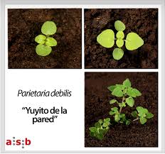 Image result for Parietaria debilis