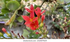 Image result for Kalanchoe crenata