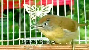 Cucak jenggot mini burung bersuara menakutkan bikin burung emosi. Jenggot Mini Nembak Kasar Cocok Untuk Masteran Youtube