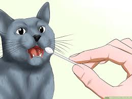 If your looking for a really attractive cat with a ton of energy that's not going to require too much of your attention, then you're definitely going to want to put the russian blue cat on your short list of cat. How To Identify A Russian Blue 12 Steps With Pictures Wikihow