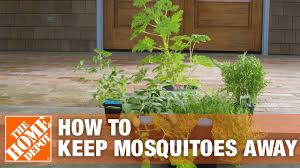 Maybe you would like to learn more about one of these? How To Get Rid Of Mosquitoes Using Mosquito Control Tips The Home Depot Youtube