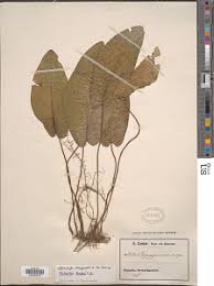 Image result for Stylochaeton puberulus