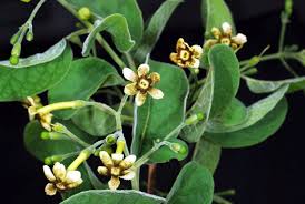 Image result for Schrebera