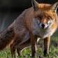 Controlling foxes and other ferals event image