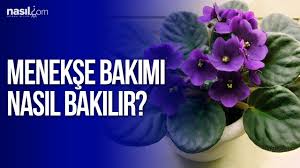 Bu nedenle menekşe bakımı kadar menekşe çiçeğinin sulanması da doğru bir şekilde yapılmalıdır. Menekse Bakimi Nasil Yapilir Nasil Com Youtube