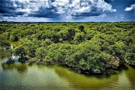 Ratargul Ratargul Sylhet Ratargul Swamp Forest Ratargul Swamp Forest Of Bangladesh Sylhet Ratargul Ratargul Swamp Forest Saint Martin Island Swamp Forest
