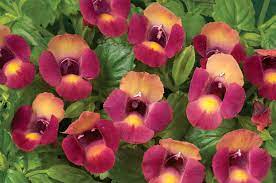 Magenta Dream Torenia Summer Flowers Garden Pink Garden Annual Plants