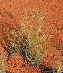 Image result for Eragrostis dinteri