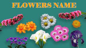 Flower names that start with b Flower Name And Images List Of Flowers Types Of Flowers With Pictures Youtube