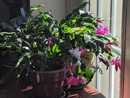 Image result for Pink 1983 Amana