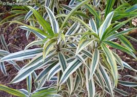 Image result for Dracaenaceae