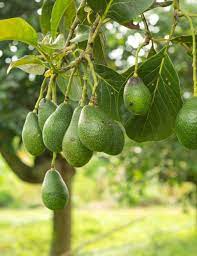 Nama tumbuhan obat dan nama latin. Tanaman Buah Alpukat Tb Tanpa Biji Samudrabibit Com