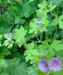 Image result for Geranium bohemicum Orhcid Blue