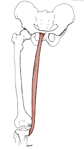 Get 5 videos every month with our latest video subscription — including access to every hd and 4k clip in. Anatomy Tables Muscles Of The Lower Limb