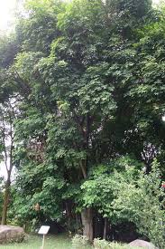 Image result for Hevea brasiliensis