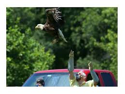 PHOTOS: Wildlife Center of Virginia releases bald eagle back into the wild 