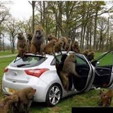 Peribahasa Bagai Kera Mendapat Kereta