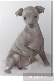 They are true creatures of comfort and they are known as the velcro dog. Leinwandbild Italian Greyhound Welpen Pixers Wir Leben Um Zu Verandern