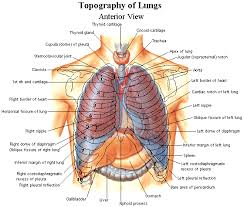 Topography Of Lungs Anatomy Organs Human Ribs Human Body