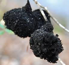 Image result for sooty mould