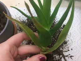 Maybe you would like to learn more about one of these? Help With My Climbing Aloe