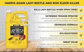 Amazon Com Harris Asian Lady Beetle Japanese Beetle And Box Elder Killer Liquid Spray With Odorless And Non Staining Extended Residual Kill Formula Gallon Garden Outdoor