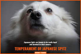 How To Breed Japanese Spitz Temperament Litter Size Health Faqs