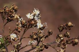 Image result for Julbernardia